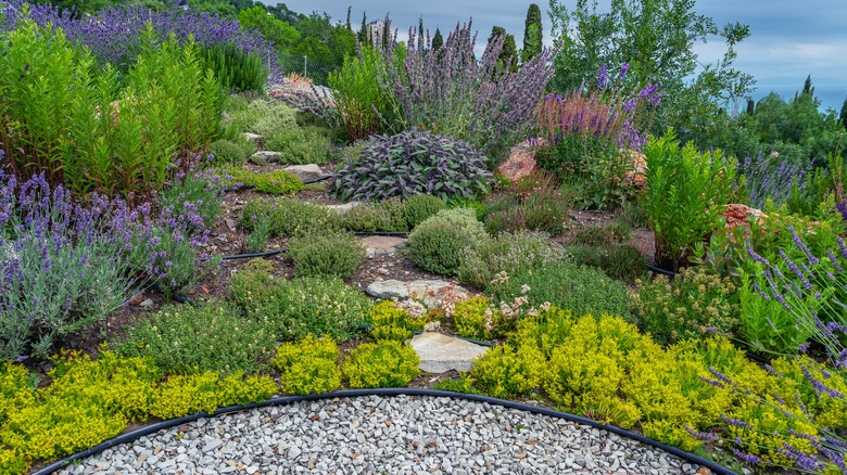 large herb garden