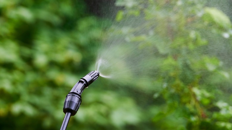 Chemicals spraying on foliage