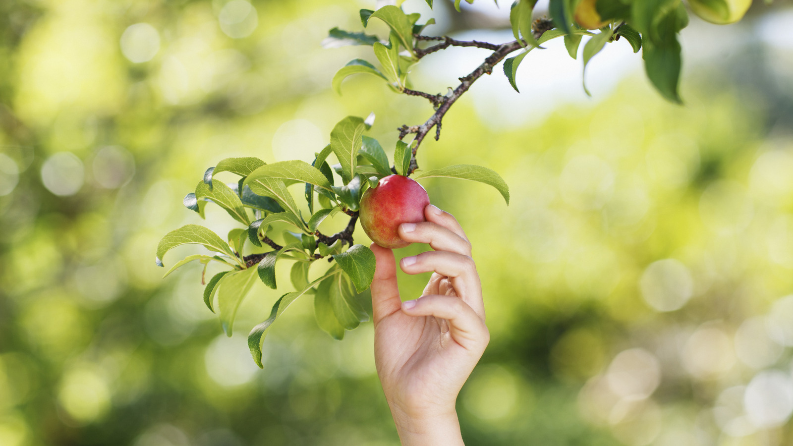 Protect Your Fruit Trees From Bacteria And Fungi With A Staple Ingredient