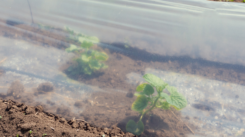 Plants covered with plastic