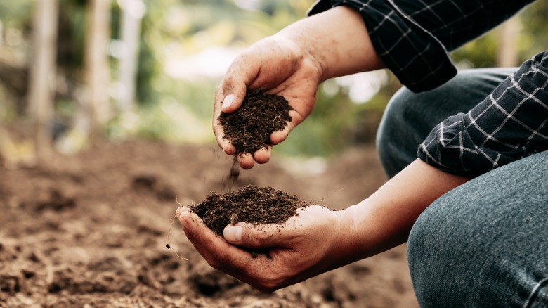 person gathering soil in hands