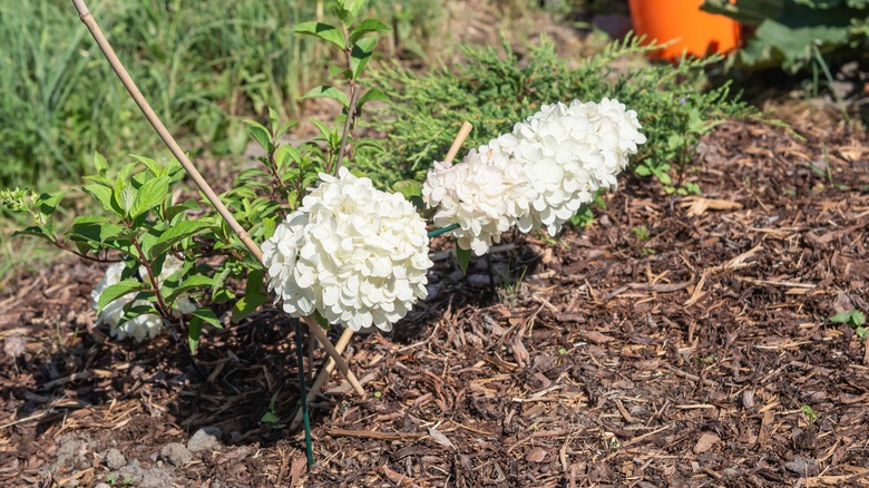 Mulch around hydrangeas