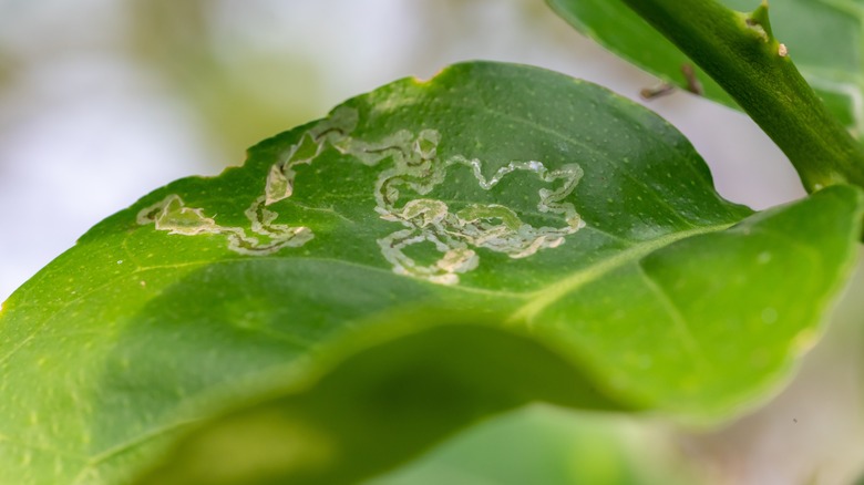 Close-up of lemon tree leaf affected by leaf miners