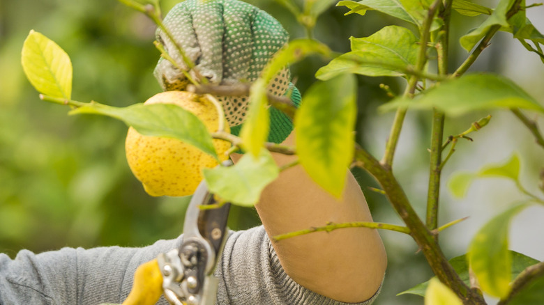 Woman pruning a lemon tree in her yard