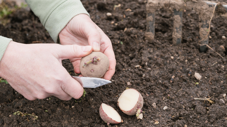 Hand cutting potato over garden soil