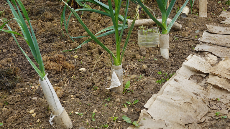 Toilet paper rolls wrapped around leeks in garden