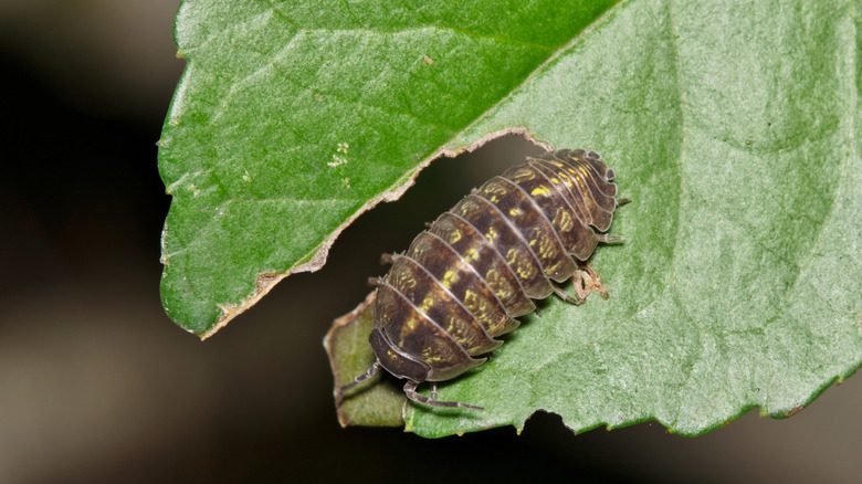 Pillbug on a green leaf