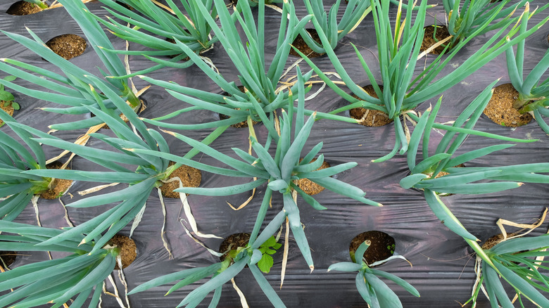 Black plastic mulch around growing leek plants