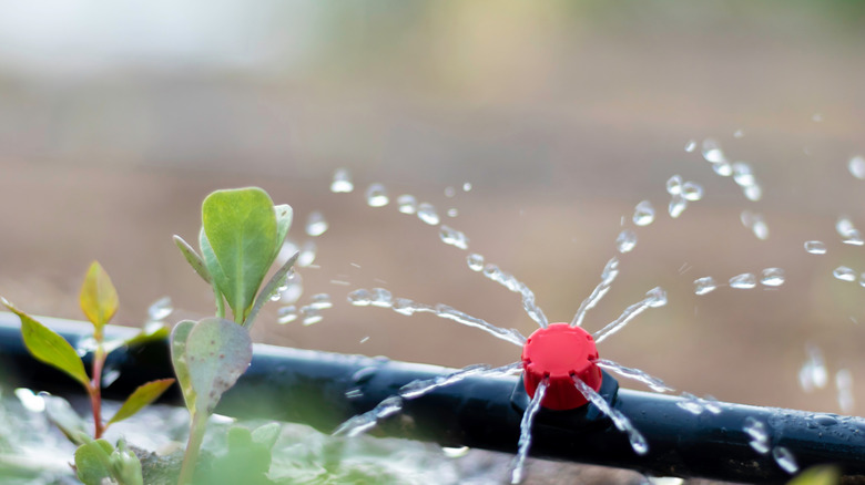 Drip irrigation system near leaves