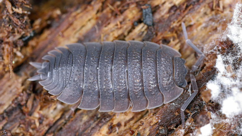 Pillbug on wooden board