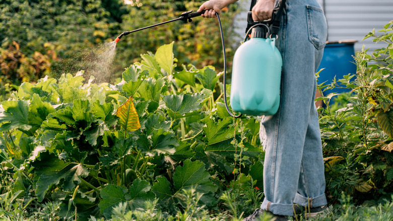 Person spraying plants in garden with pesticides