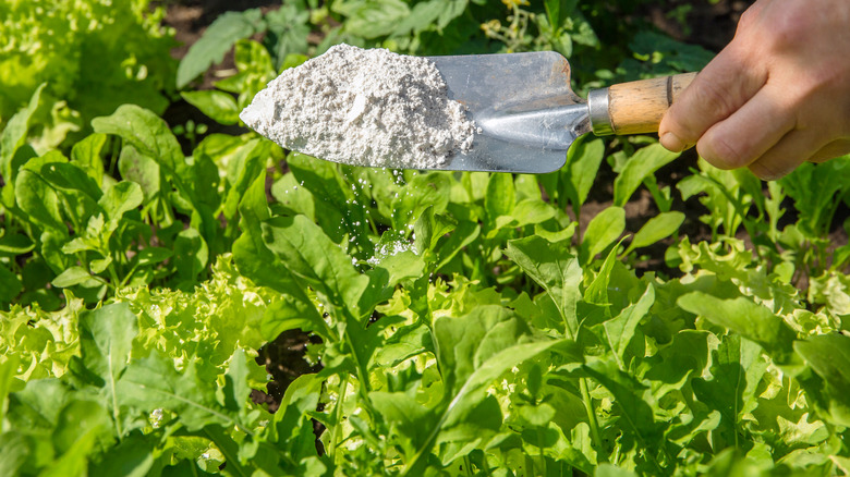 Holding diatomaceous earth over leaves in garden