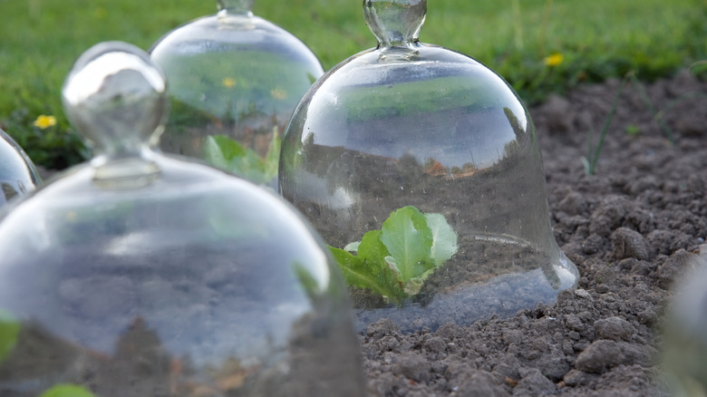 Glass cloches covering sprouting plants