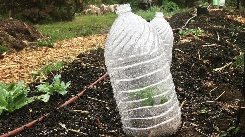 bottles as plant covers