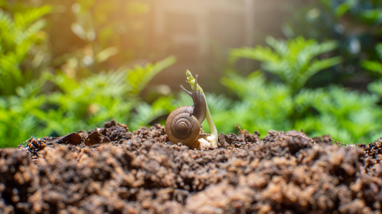 A snail devouring young seedling