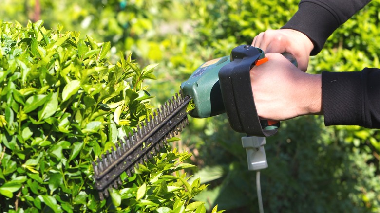 man using corded hedge trimmers