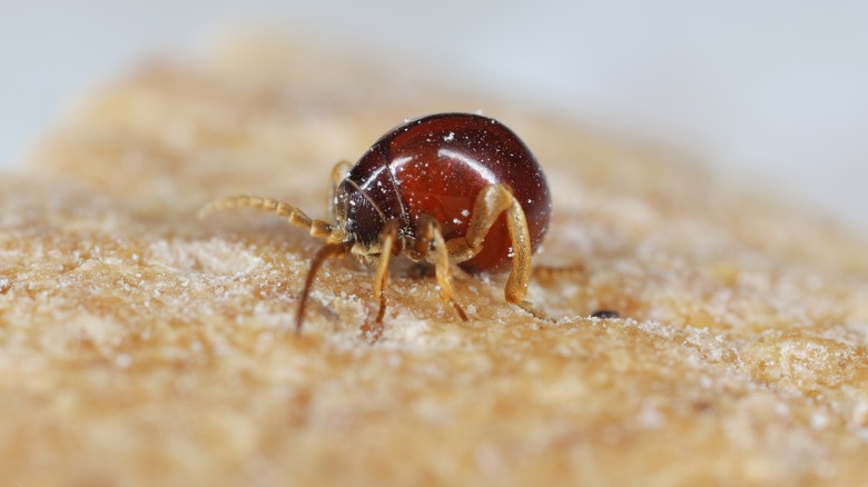 Close-up of spider beetle on bread