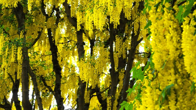 golden chain tree in bloom