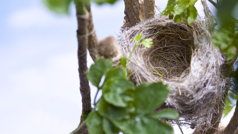 birds nest in tree