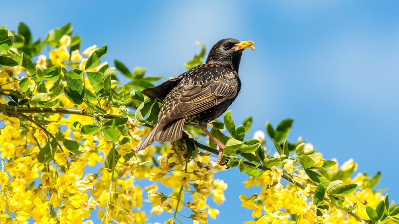 bird in laburnum tree