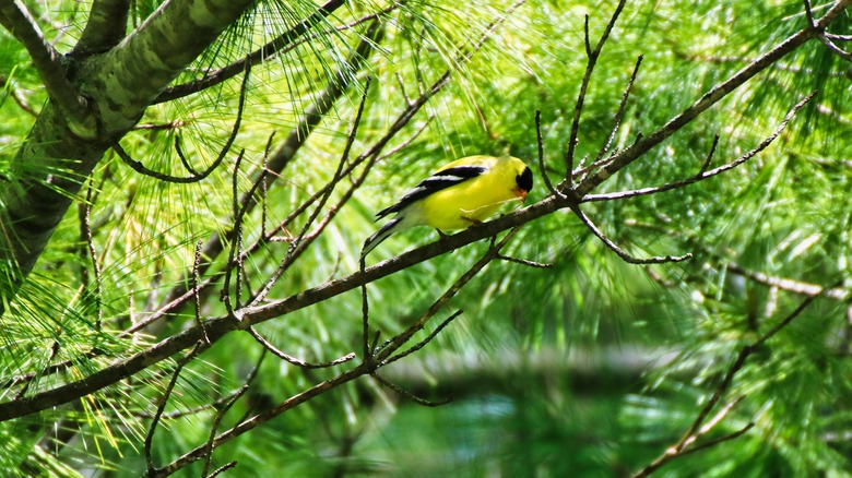 goldfinch in conifer