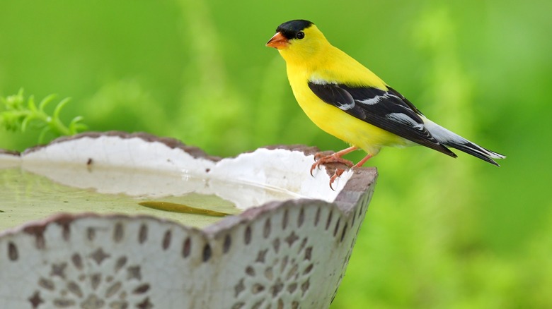 goldfinch on bird bath