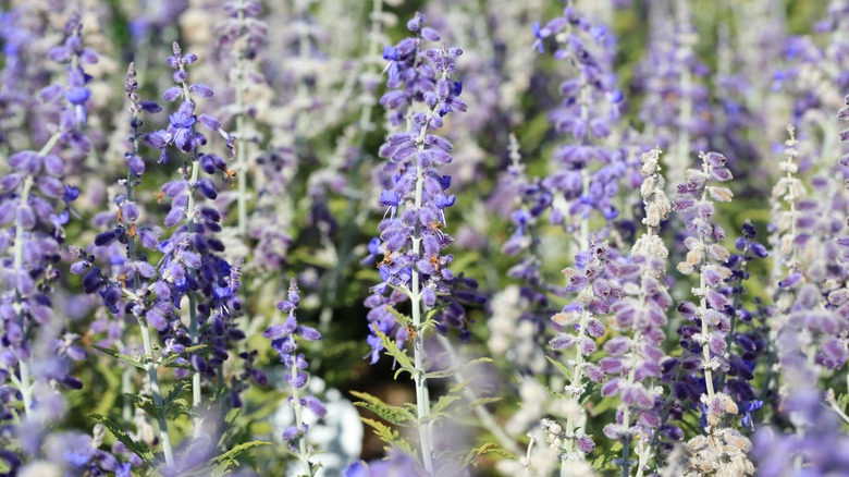 Russian sage flowers