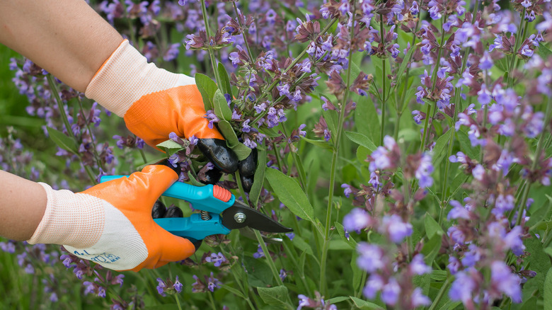 pruning Russian sage flowers