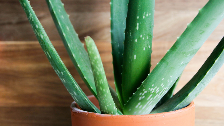 aloe vera in pot