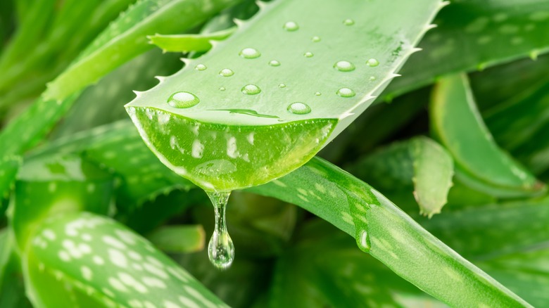 aloe vera leaf cutting