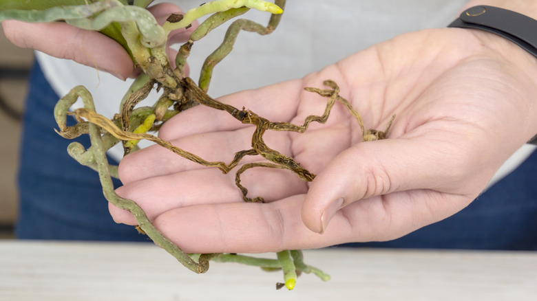 orchid plant with root rot in hand