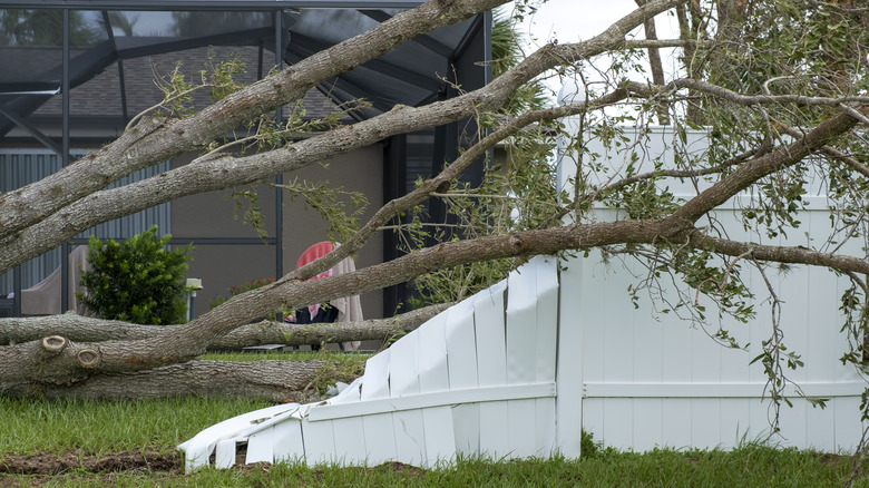 white plastic fence damaged by fallen tree after hurricane