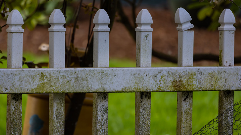 old ash plastic fence with mold and dirt