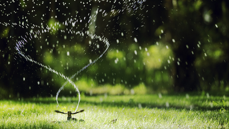 Sprinkler irrigating lawn
