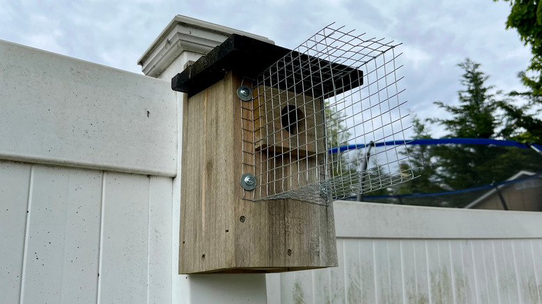 Birdhouse with wire mesh noel guard