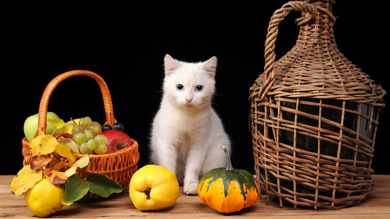 Kitten on table with quince