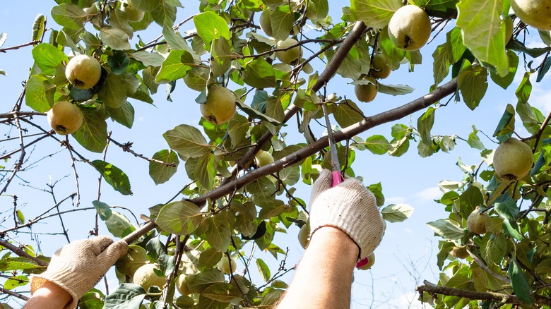 Gardener sawing quince branch