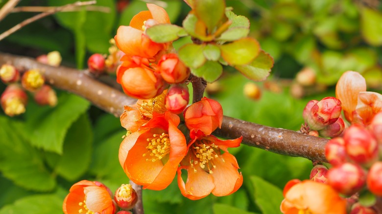 Orange flowering quince