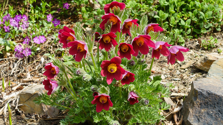 Red pasque flowers in garden