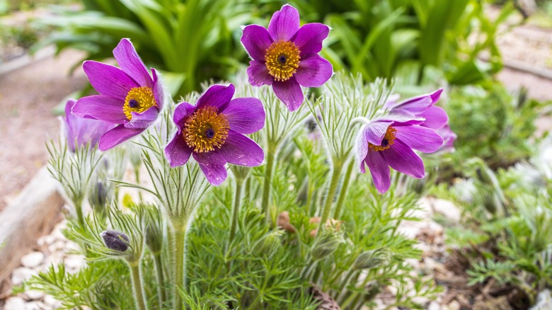 Purple pasque flowers