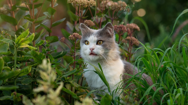 Cat sitting in outdoor garden