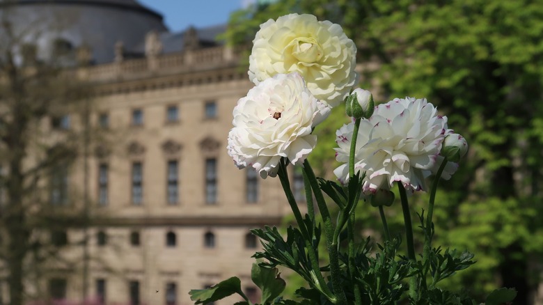 White ranunculus flowers outside castle