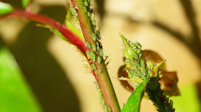 Green aphids on stem