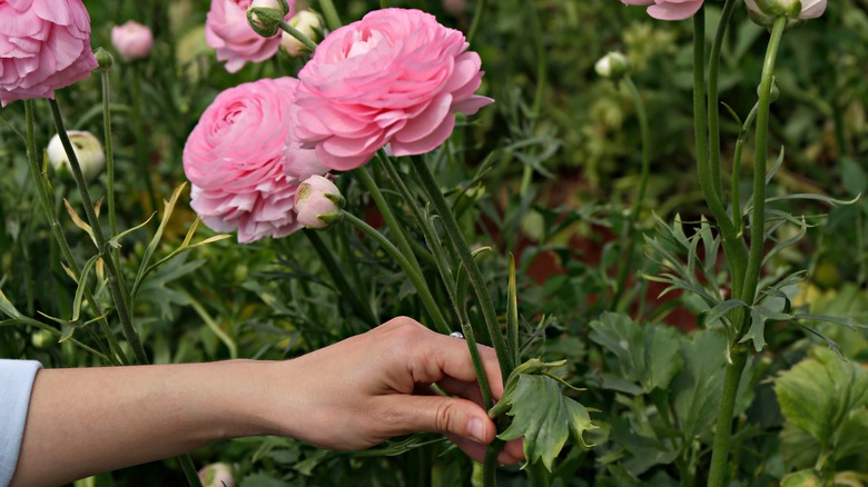 Hand holding pink buttercups