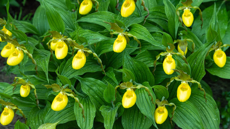 lady's slipper orchids