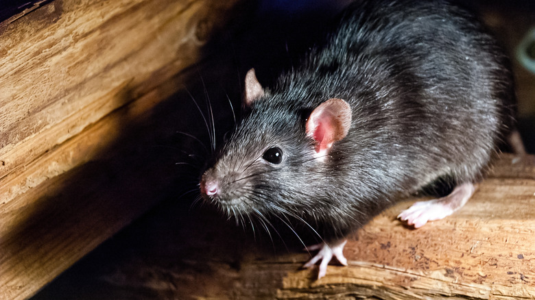 Rat hiding in house