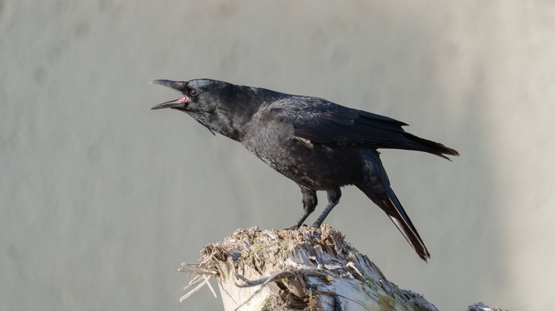 American crow on stump