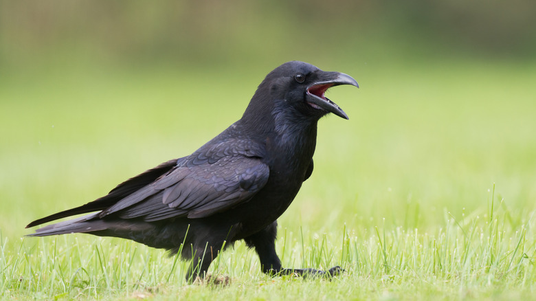 raven standing in grass