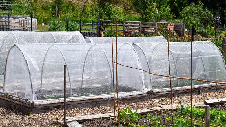 garden beds with netting