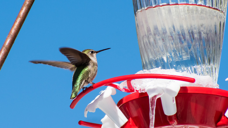 hummingbird feeder in winter